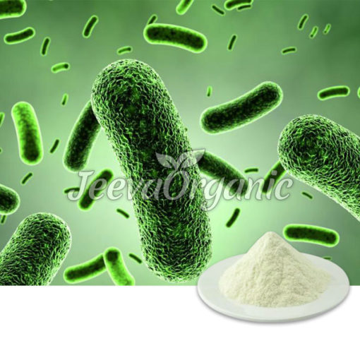 Bacillus Clausii Powder