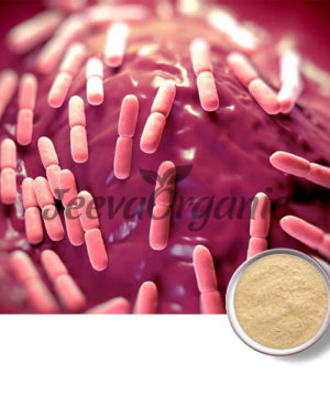 Bacillus Coagulans Powder