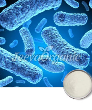 Bifidobacterium breve powder