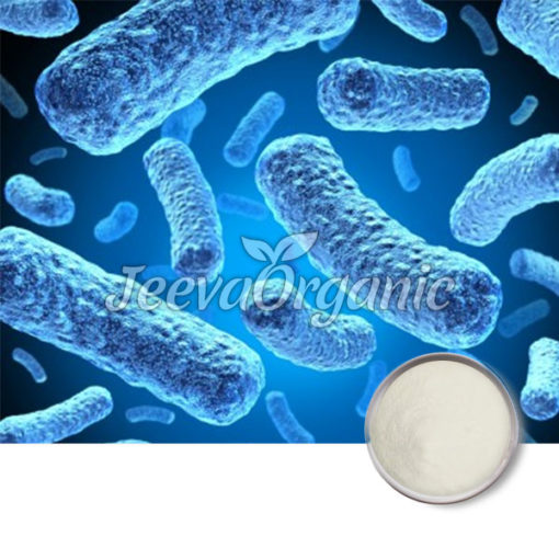 Bifidobacterium breve powder