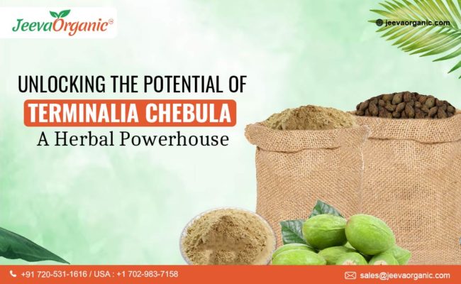 Terminalia Chebula | A Herbal Powerhouse for B2B Industries