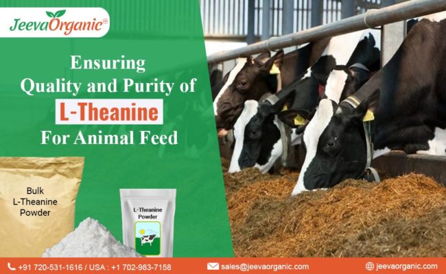 Explore the world of premium L-Theanine powder supplements for animal feed products. Uncover the benefits of sourcing bulk raw ingredients.