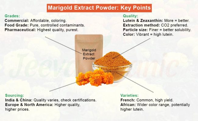 Marigold Extract Powder Quality Standards and its B2B Impact