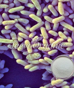 Bifidobacterium infantis powder