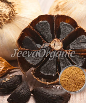 Black-garlic-extract--powder-1