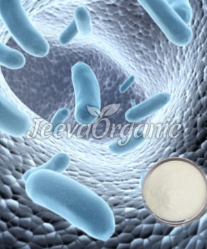 Lactobacillus Reuteri Powder