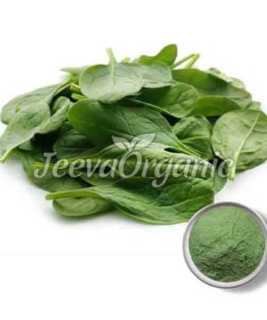 Spinach Extract Powder