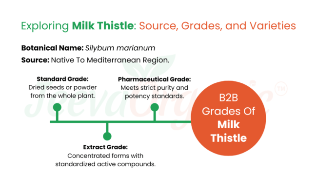 Exploring Milk Thistle: Source, Grades, and Varieties