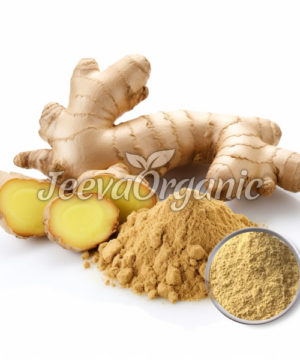 Ginger Root Extract Powder 4:1