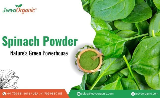 Discover how spinach powder is revolutionizing the supplement industry. Learn about its nutrient profile, ease of use, and application.